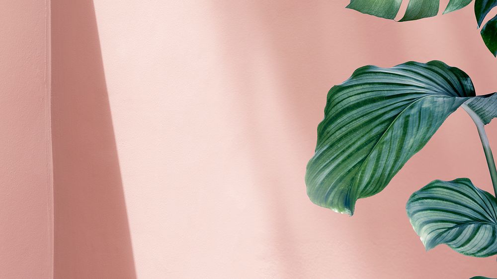 Cute nature desktop wallpaper, green Calathea Orbifolia, pink HD background