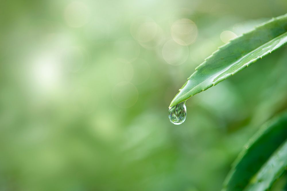 Water drop on a leaf macro shot