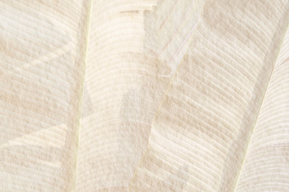 Banana leaf pattern on a beige cement background illustration