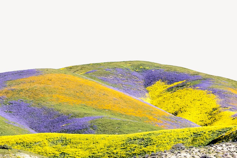 Colorful flower hill border, Spring image psd