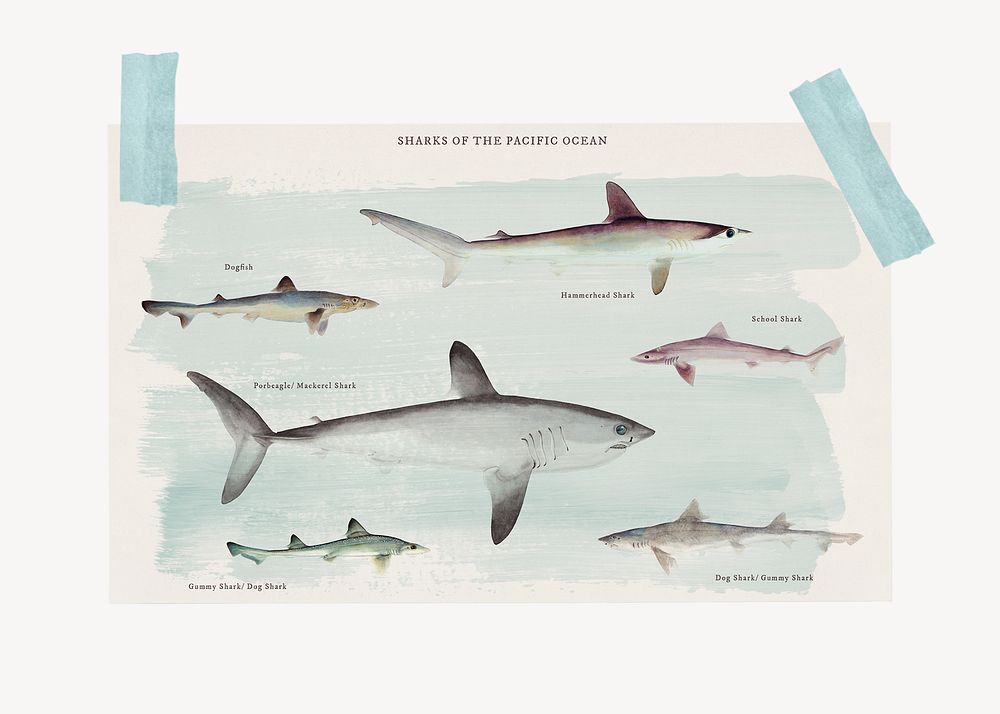 Poster paper mockup frame, shark illustration psd
