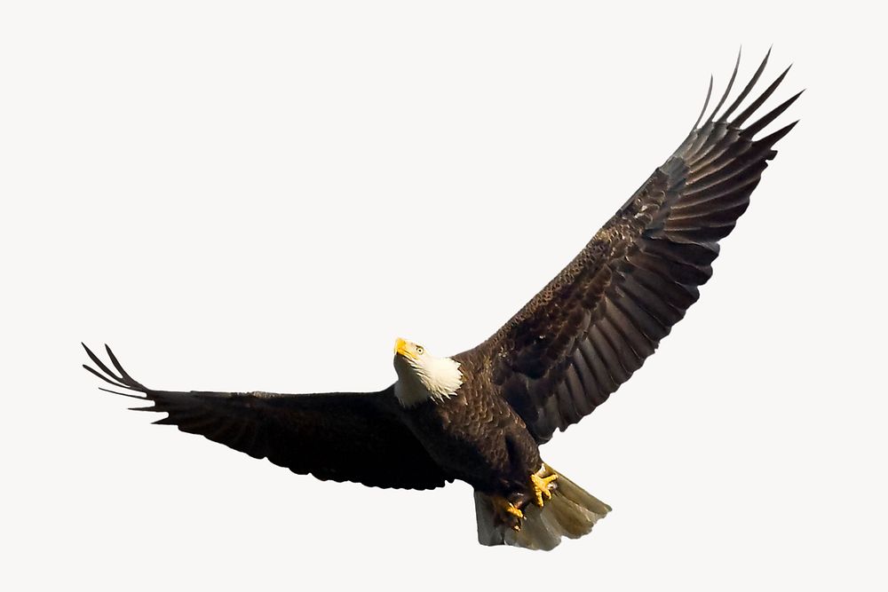 Bald eagle, isolated animal image