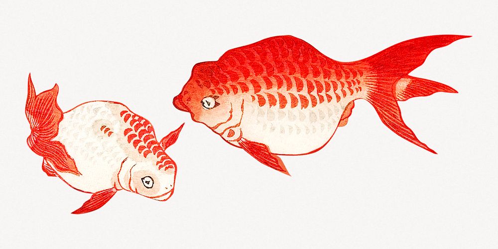 Two Goldfish in Water psd. Remastered by rawpixel. 