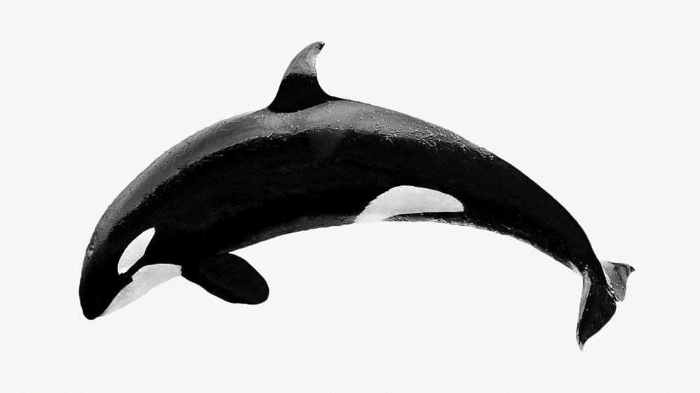 Killer whale, sea animal isolated design