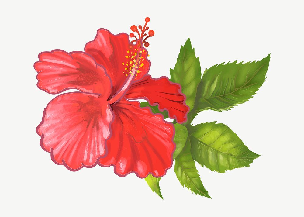 Hibiscus flower illustration collage element psd