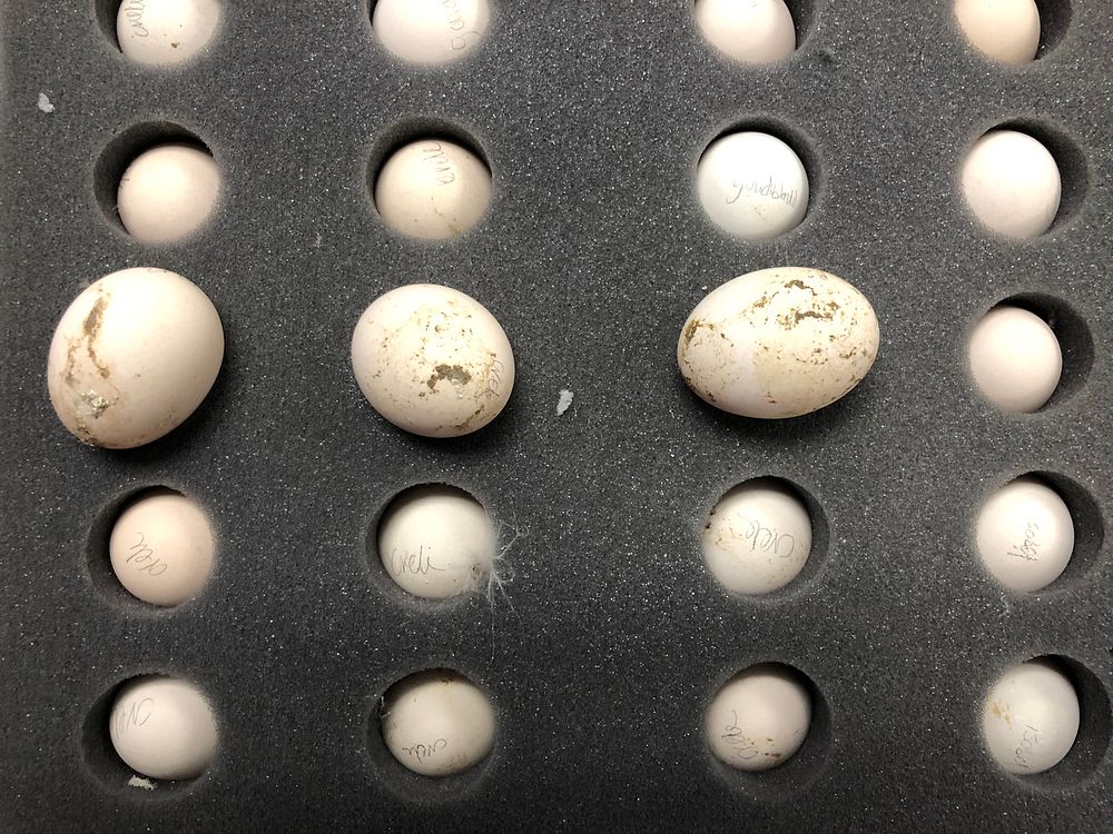Philadelphia CBP Intercepts 40 Unpermitted Incubated Chick-Hatching Eggs