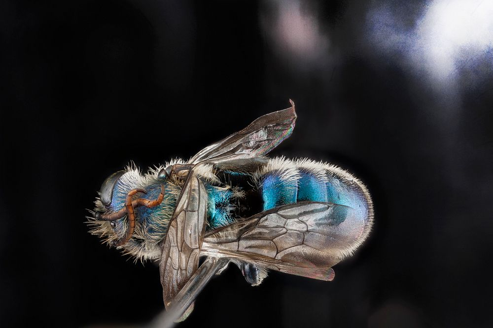 Hoplitis fulgida, highlights, male, back Free Photo rawpixel