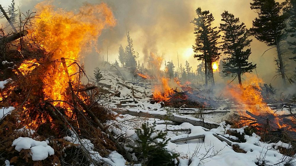 Winter forest fire. Original public domain image from Flickr
