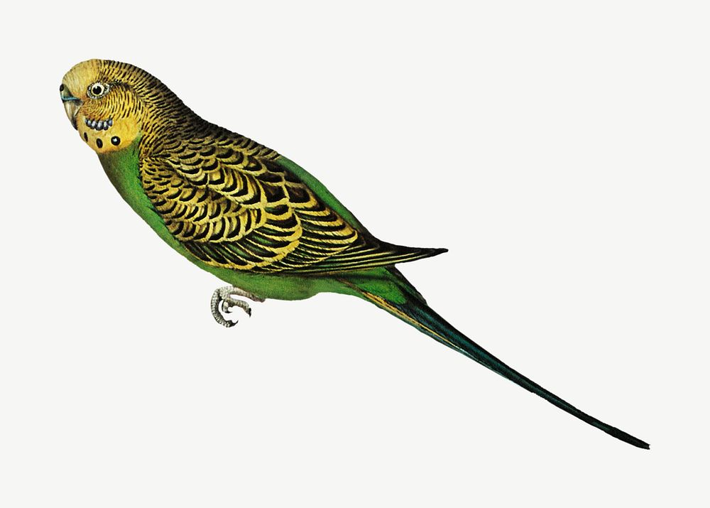 Warbling grass-parakeet bird, vintage animal collage element psd