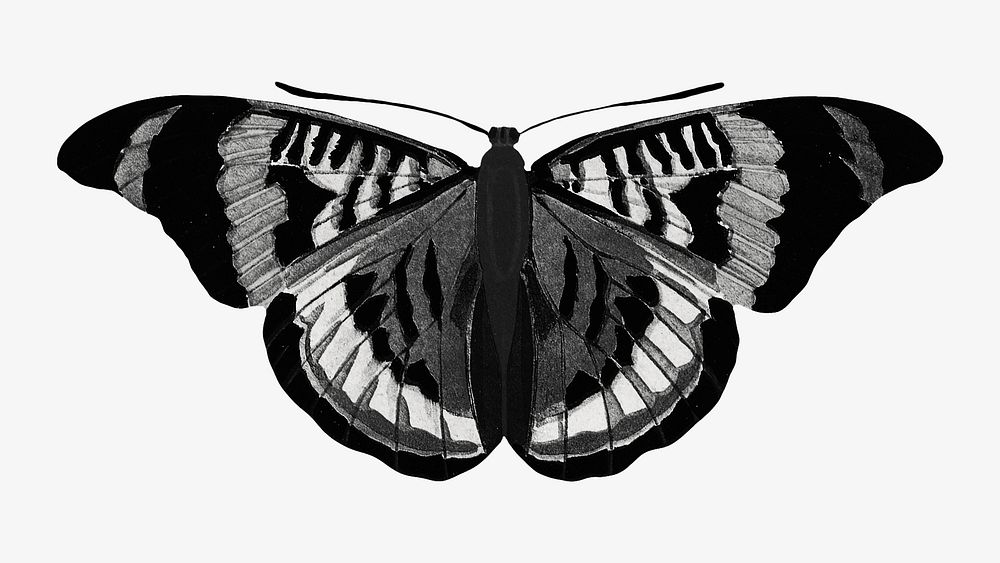 E.A S&eacute;guy's vintage butterfly illustration in black and white. Remixed by rawpixel.