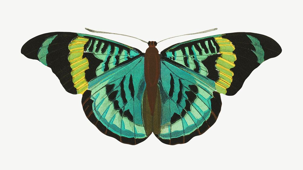 E.A. Séguy's green butterfly, exotic | Premium PSD Illustration - rawpixel