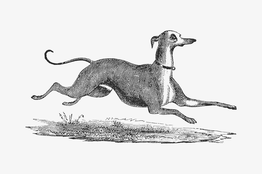 Italian Greyhound dog, vintage animal illustration.  Remastered by rawpixel