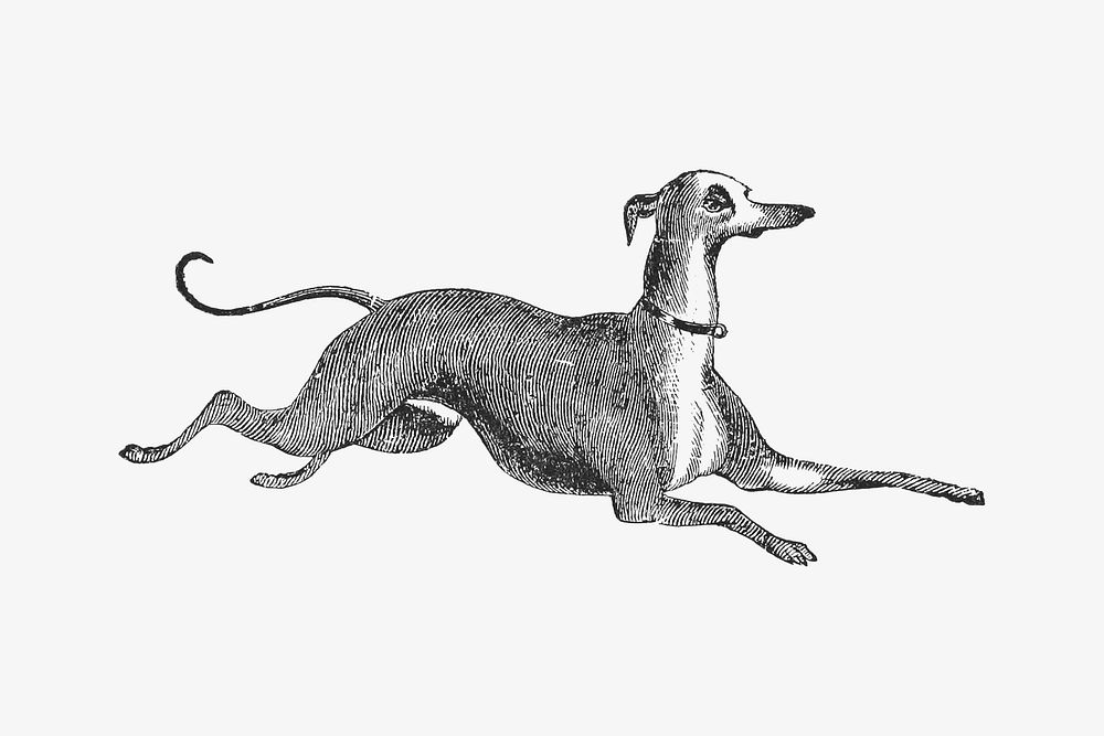 Italian Greyhound dog, vintage animal illustration.  Remastered by rawpixel
