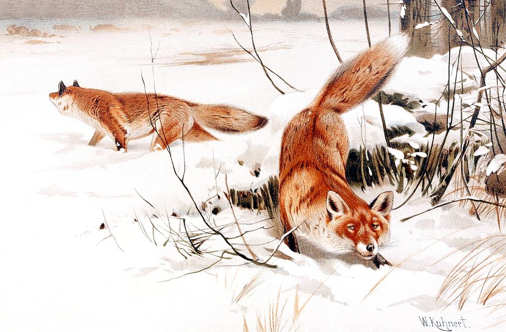 Wilhelm Kuhnert's Common foxes in the snow (1893). Original public domain image from Wikimedia Commons.  Digitally enhanced…