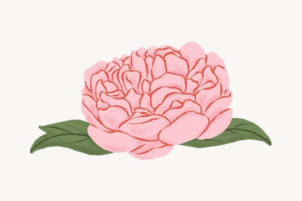 Pink peony flower illustration