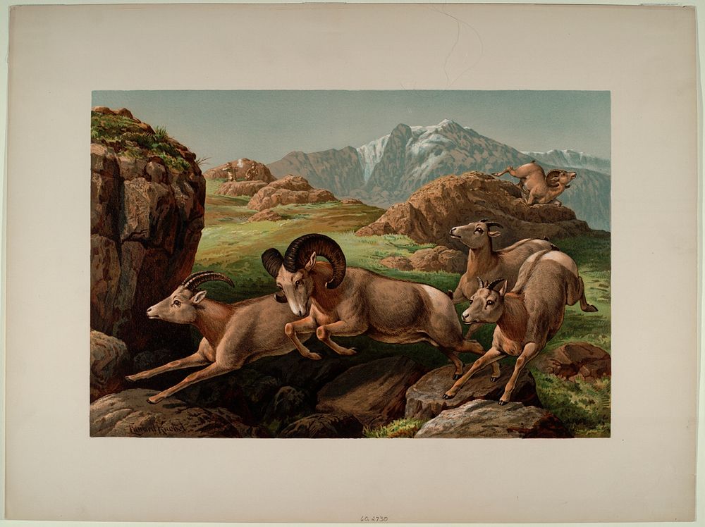 A Hunt Above The Timber Line, Smithsonian National Museum of African Art