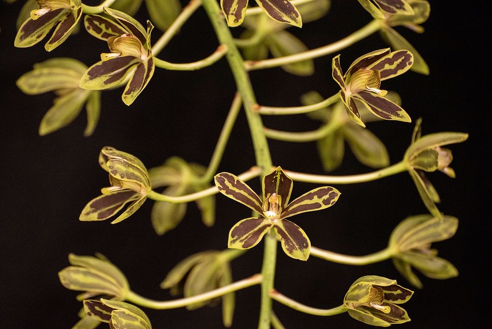 Grammatophyllum scriptum