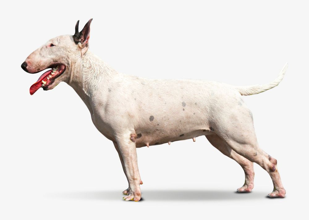 English bull terrier dog isolated image