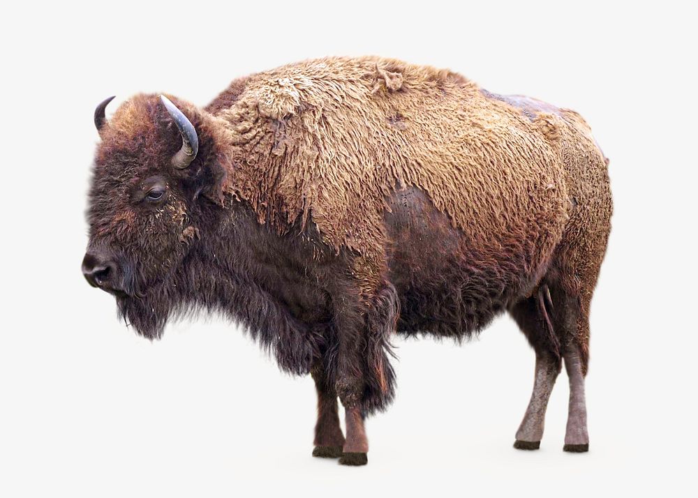 Bison animal isolated design