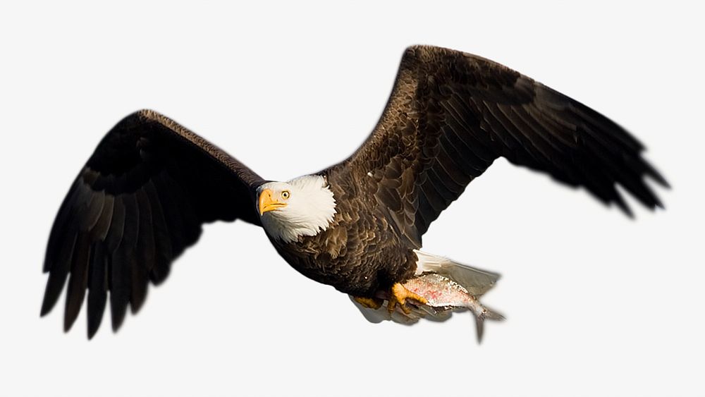 Bald eagle animal  isolated design