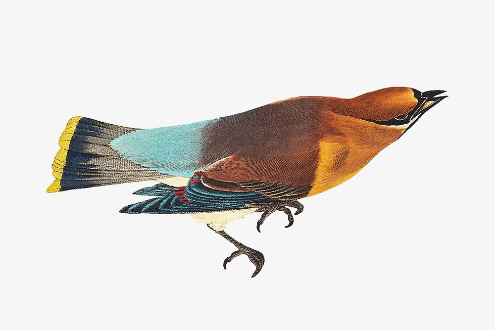 Cedar bird, vintage animal illustration