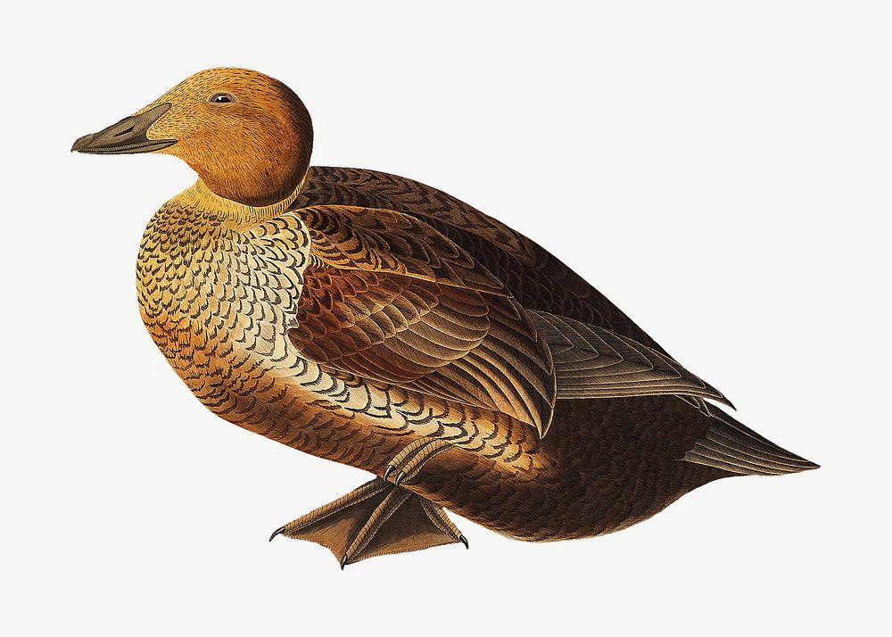 King duck bird, vintage animal collage element psd