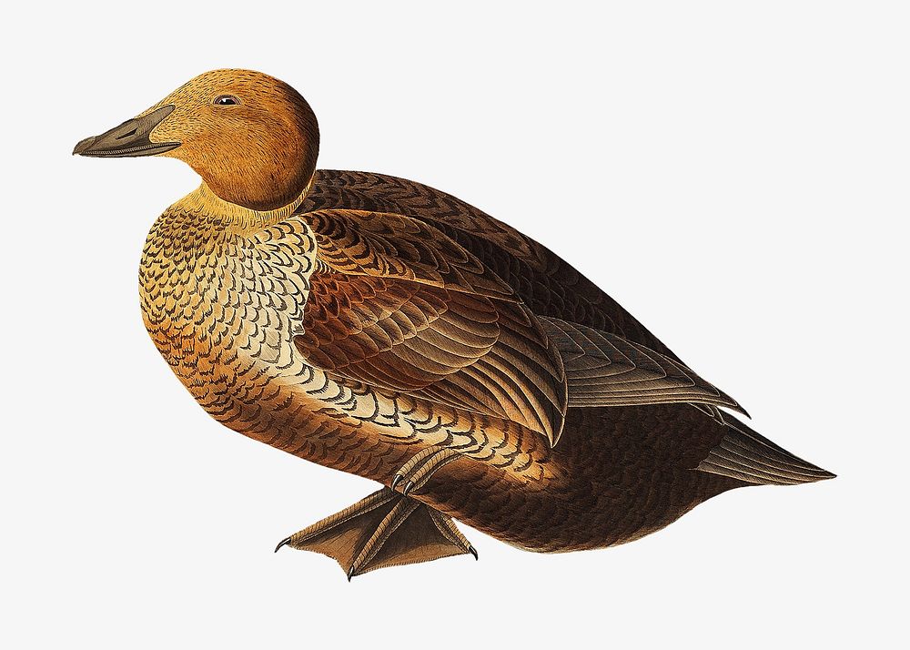 King duck bird, vintage animal illustration