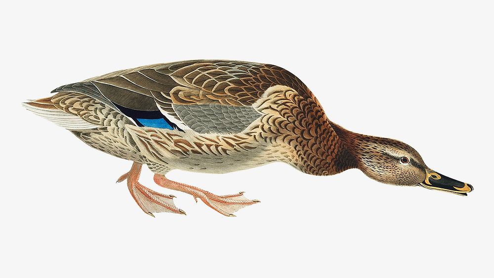 Mallard duck bird, vintage animal illustration