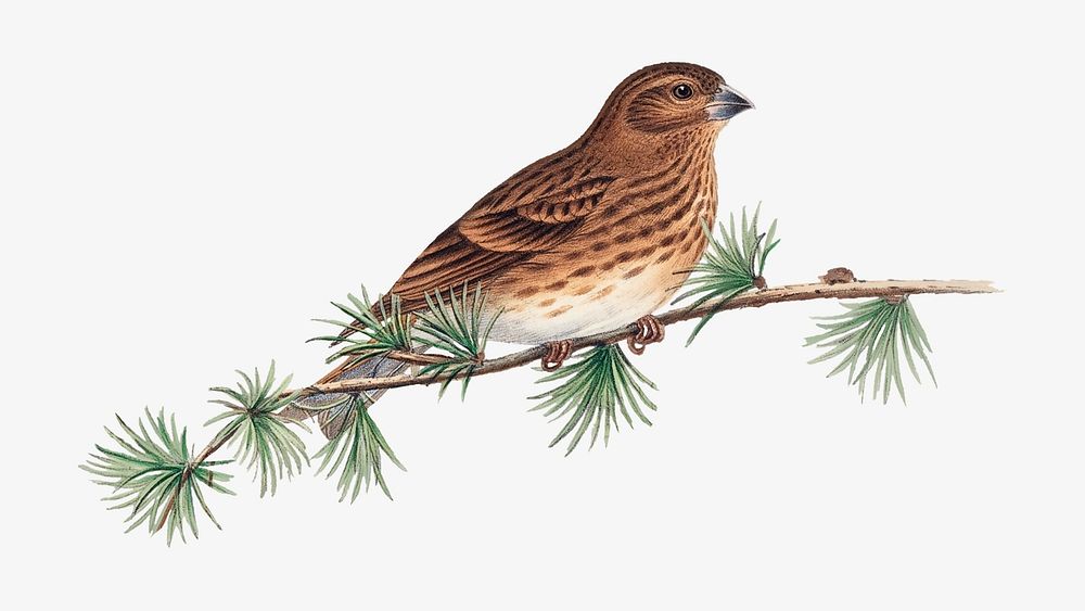 Common Rose Finch bird, vintage animal illustration