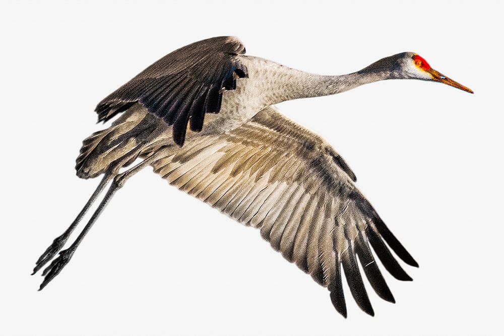 Sandhill crane bird collage element, isolated image