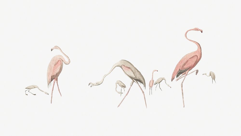 Flamingo birds, vintage animal illustration by Robert Havell. Remastered by rawpixel.