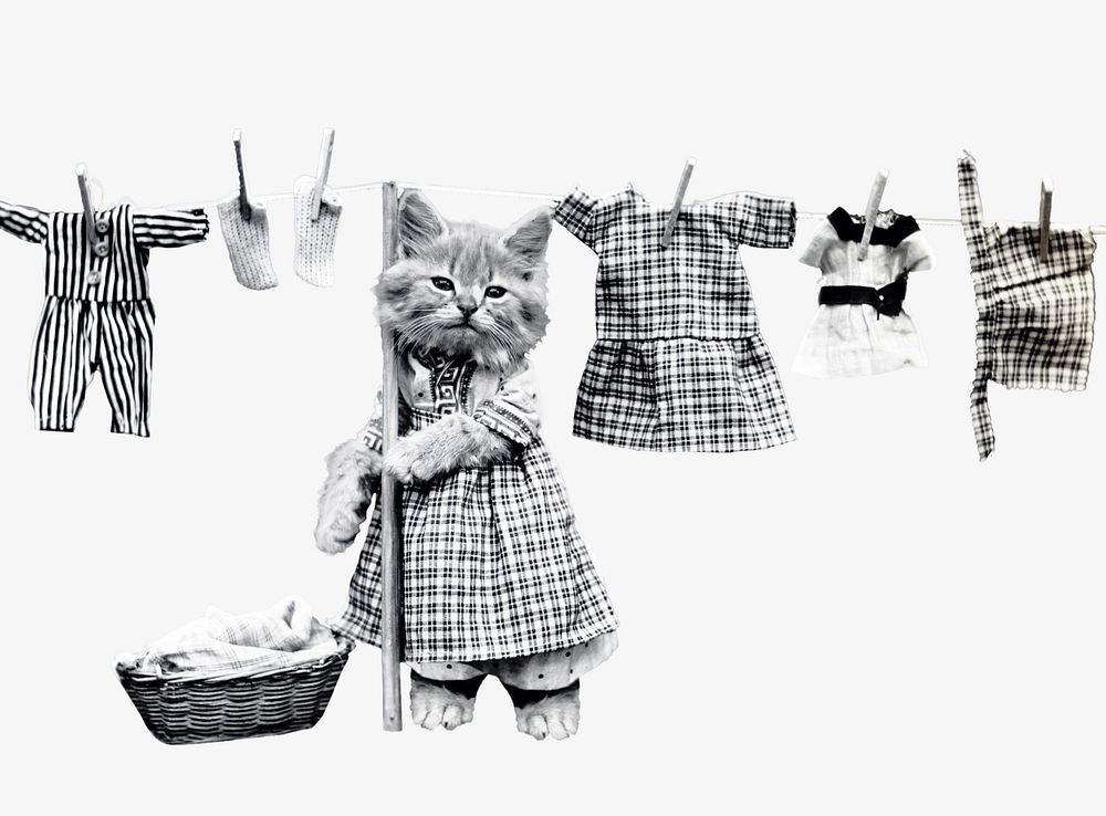 Kitten doing laundry, isolated animal image