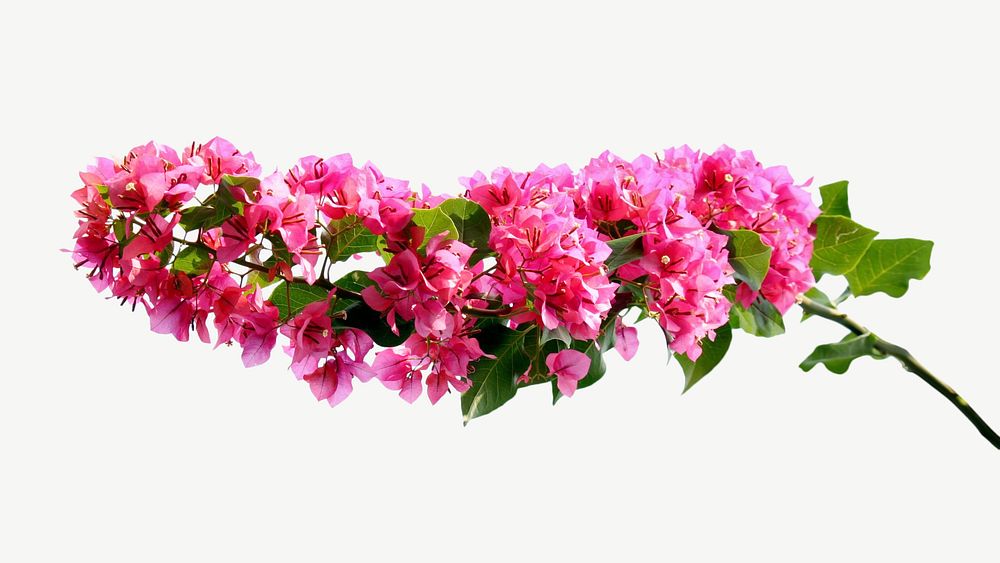 Bougainvillea flower collage element psd | Free PSD - rawpixel