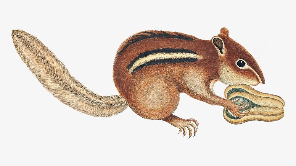 Ground Squirrel vintage illustration, animal isolated design. Remixed by rawpixel.