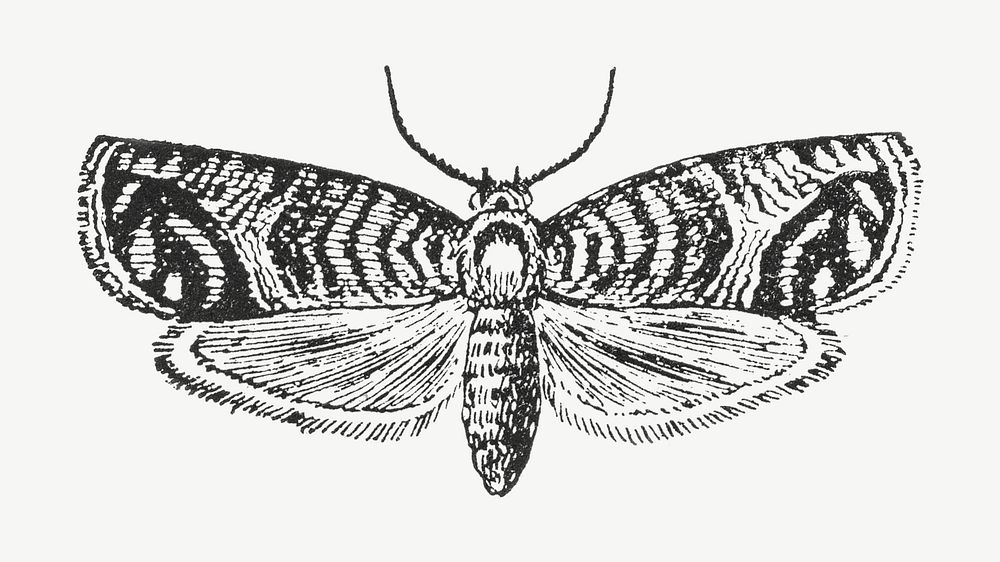 Moth vintage illustration, collage element psd