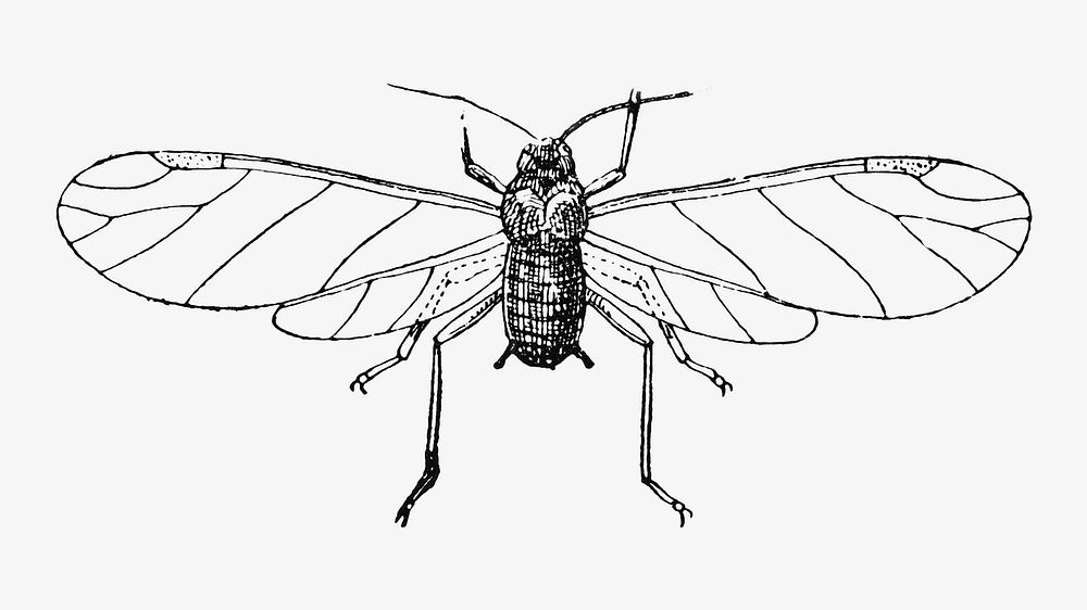 Bug vintage illustration