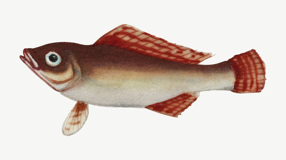 Fish vintage illustration, collage element psd