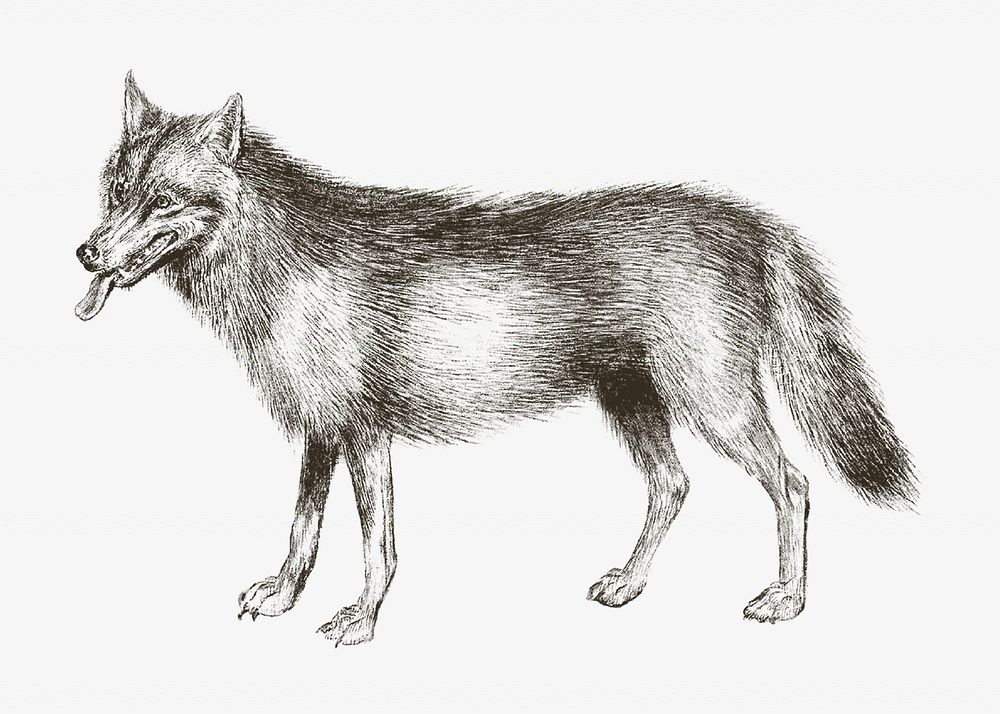 Vintage wolf, animal illustration. Remixed by rawpixel. 