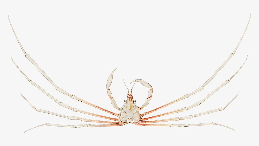 Crab varieties set illustration | Premium Photo - rawpixel