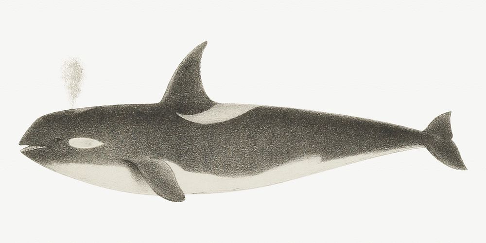 Whale vintage illustration, animal image, collage element psd