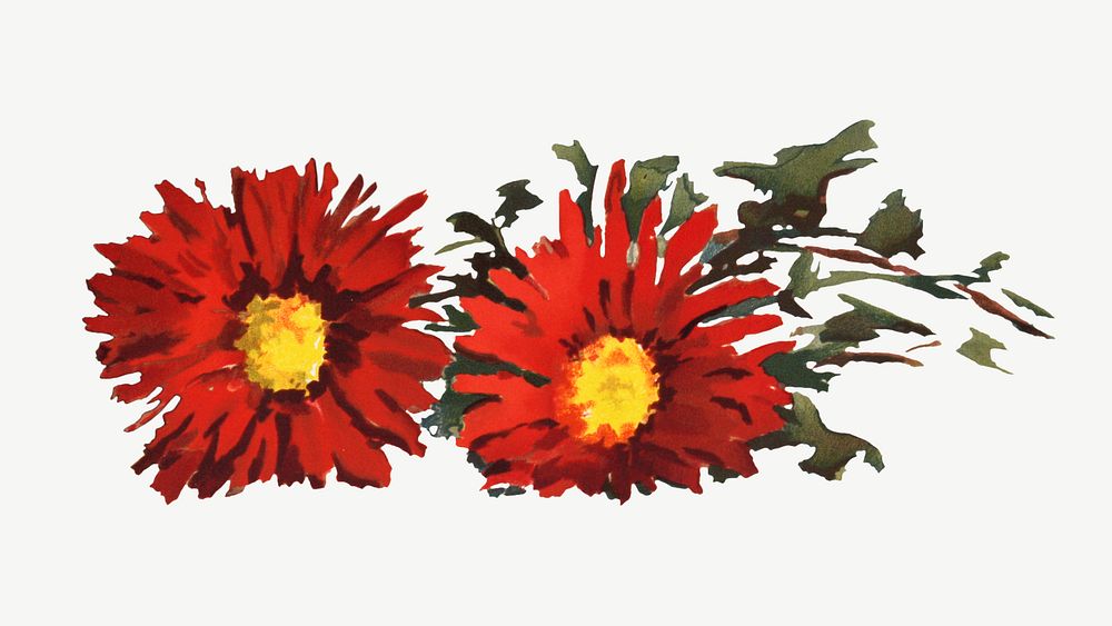 Chrysanthemums, red flower illustration by Louise Blogett Field psd. Remixed by rawpixel.