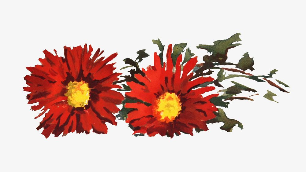 Chrysanthemums, red flower illustration by Louise Blogett Field. Remixed by rawpixel.