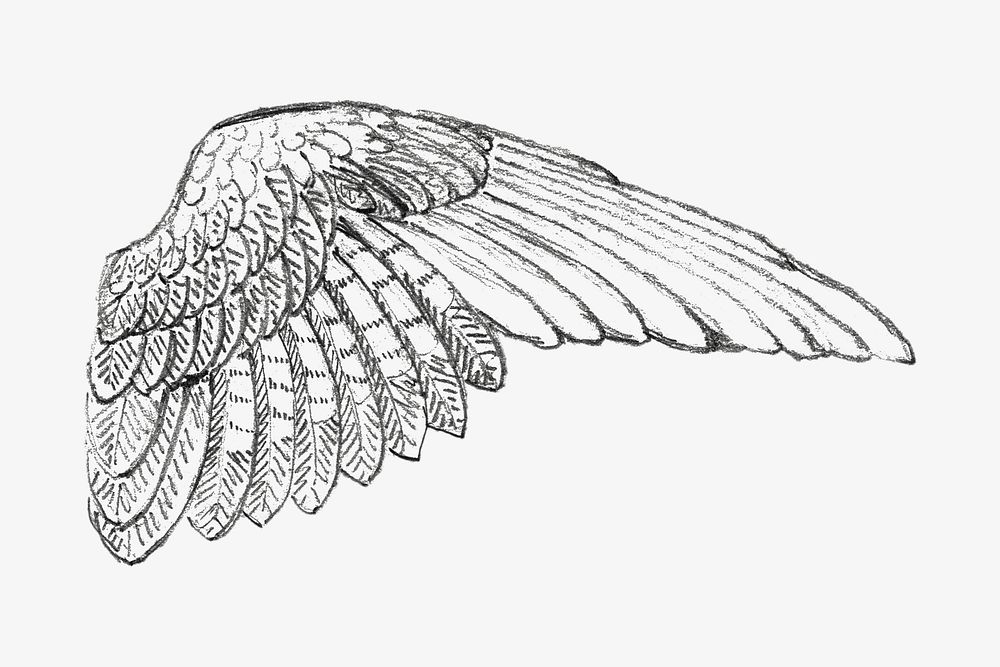 Study of a Wing illustration  by Francis Augustus Lathrop. Remixed by rawpixel.