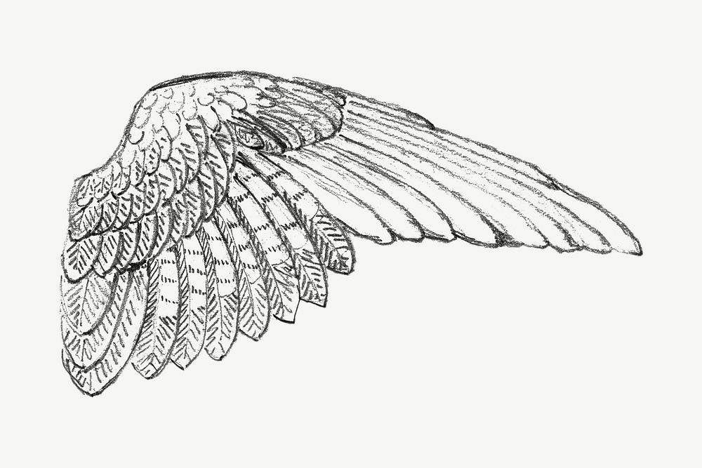 Study of a Wing illustration  by Francis Augustus Lathrop psd. Remixed by rawpixel.