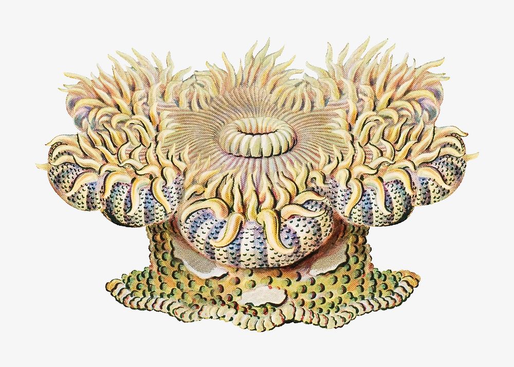 Haeckel Actiniae, marine life illustration by Ernst Haeckel. Remixed by rawpixel.