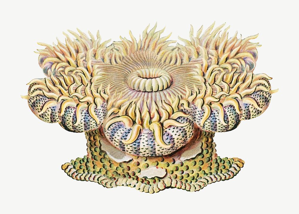 Haeckel Actiniae, marine life illustration by Ernst Haeckel psd. Remixed by rawpixel.