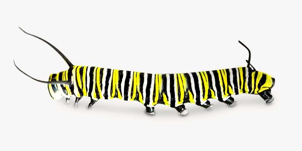 Tiger caterpillar, isolated design | Free Photo - rawpixel