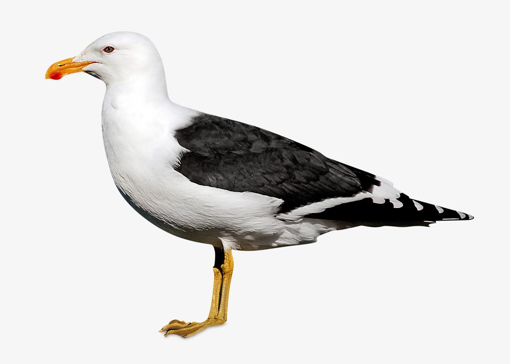 Black gulls, isolated design