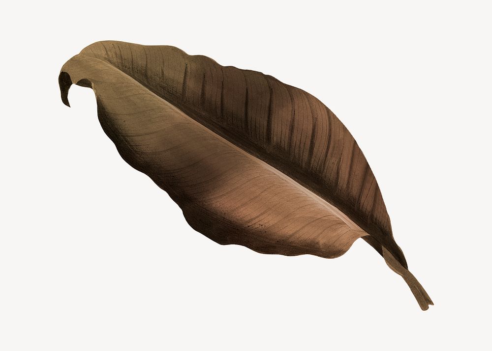 Vintage Autumn brown leaf illustration psd