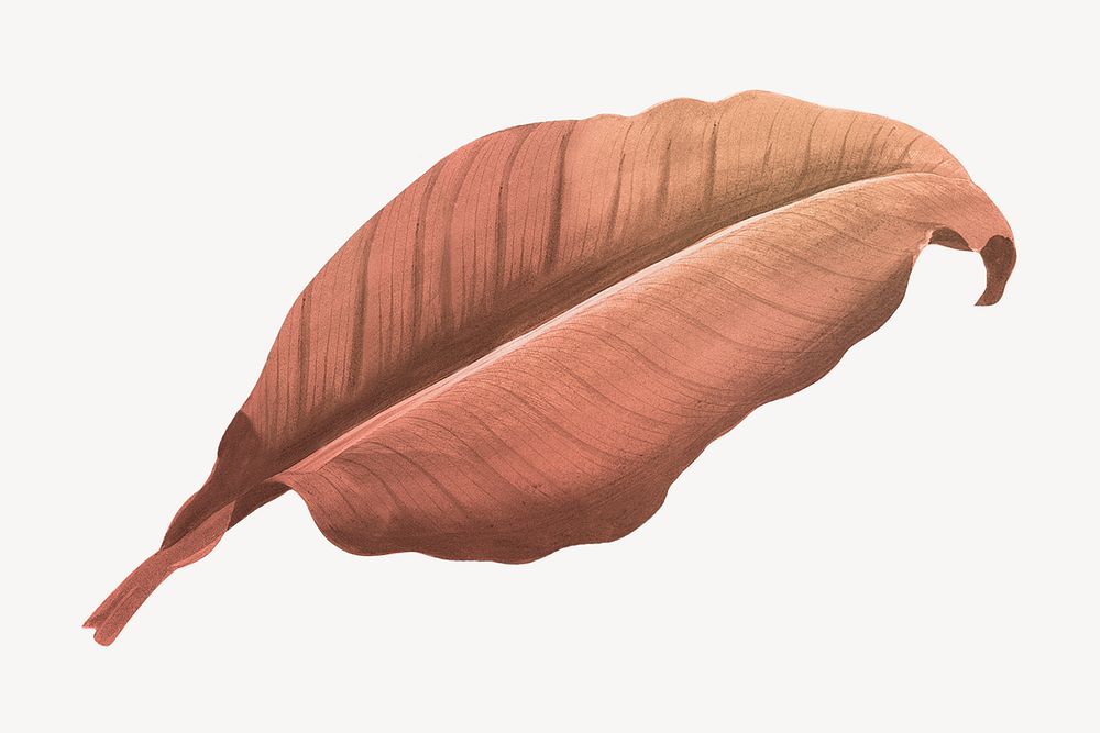 Vintage Autumn orange leaf illustration psd